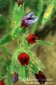 Kapadokya - Spring Flowers
